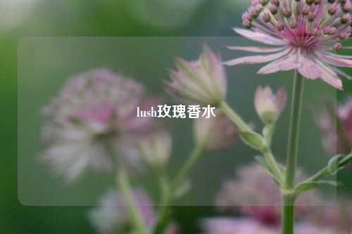 lush玫瑰香水