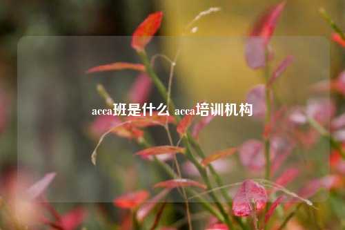 acca班是什么 acca培训机构