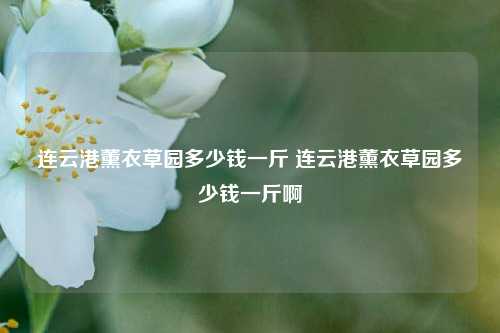 连云港薰衣草园多少钱一斤 连云港薰衣草园多少钱一斤啊