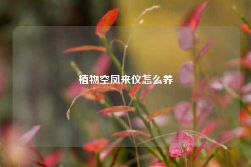 植物空凤来仪怎么养