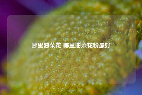 哪里油菜花 哪里油菜花粉最好